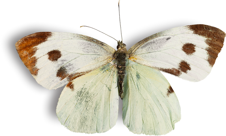White and Brown Butterfly