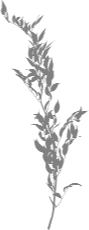 Blurred Long Bush Shadow
