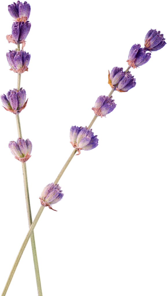 Bunch of Lavender Flowers