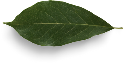 Isolated Cutout PNG